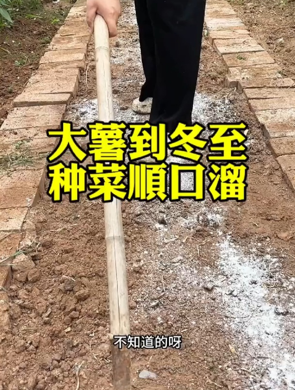 从大暑到冬至的种菜时间,南北方都适用!