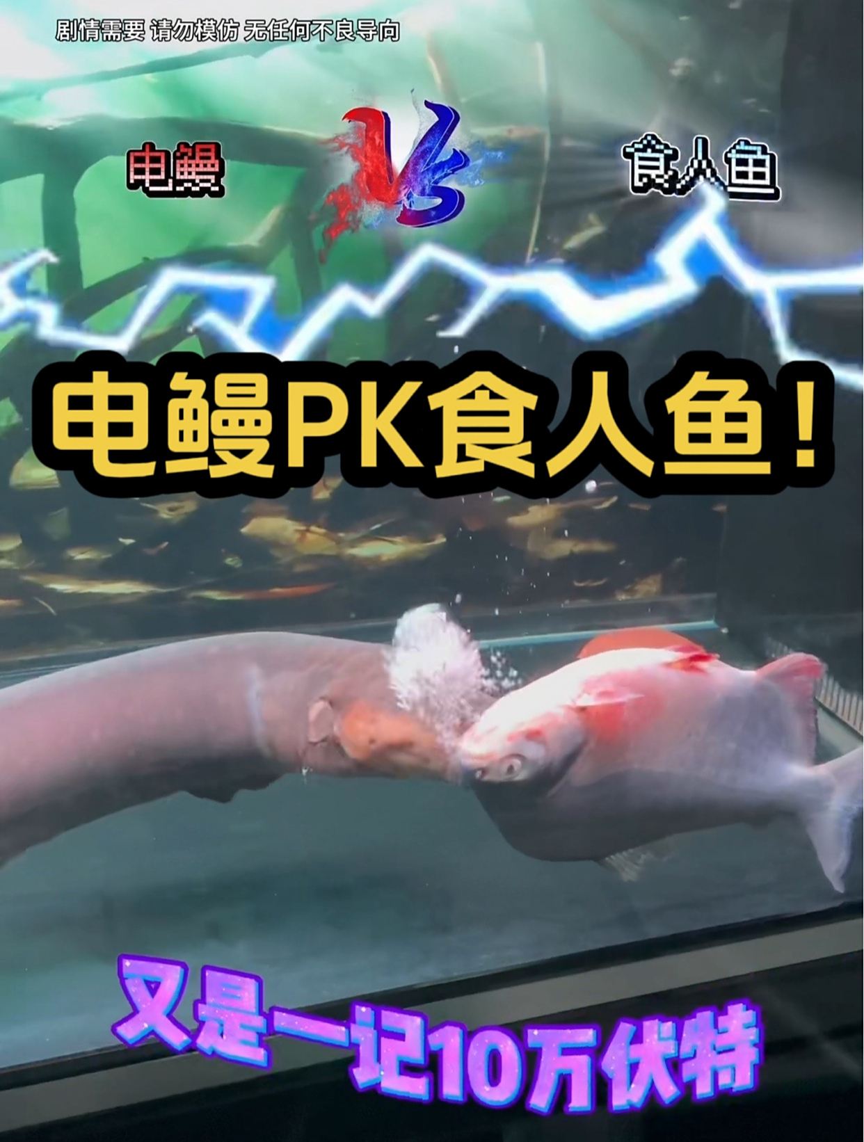 电鳗PK食人鱼!输的下锅!
