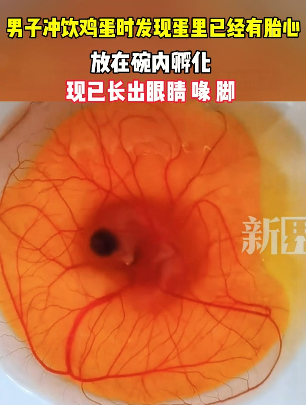 男子冲饮鸡蛋时发现蛋里已经有胎心,放在碗内孵化 现已长出眼睛 喙 脚