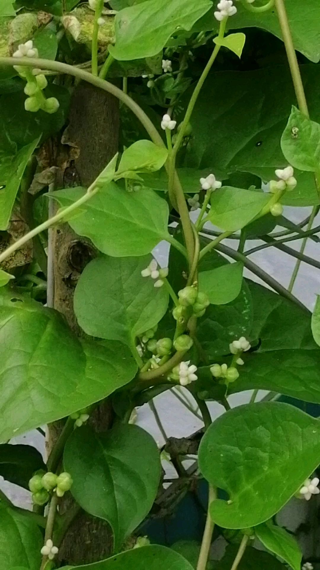 木耳菜开花了#花花草草#