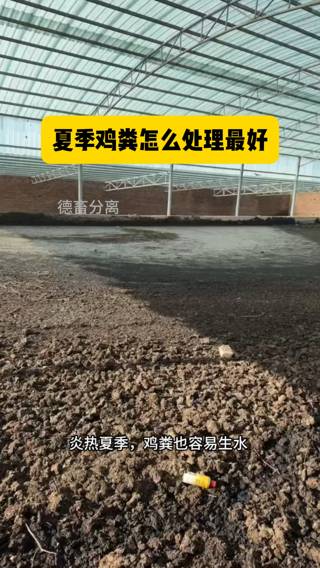 夏季鸡粪怎么处理最好?