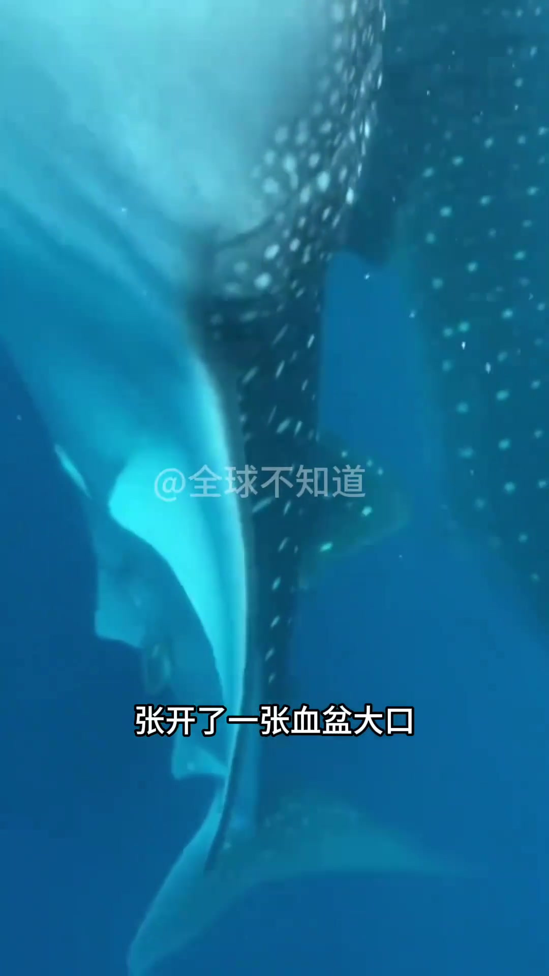 鲨鱼张开巨大的嘴巴真的要吞掉小船吗?