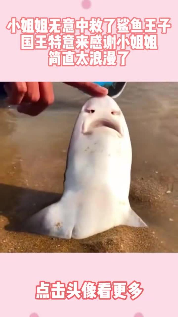 小姐姐无意中救了鲨鱼王子,国王特意来感谢小姐姐,简直太浪漫了