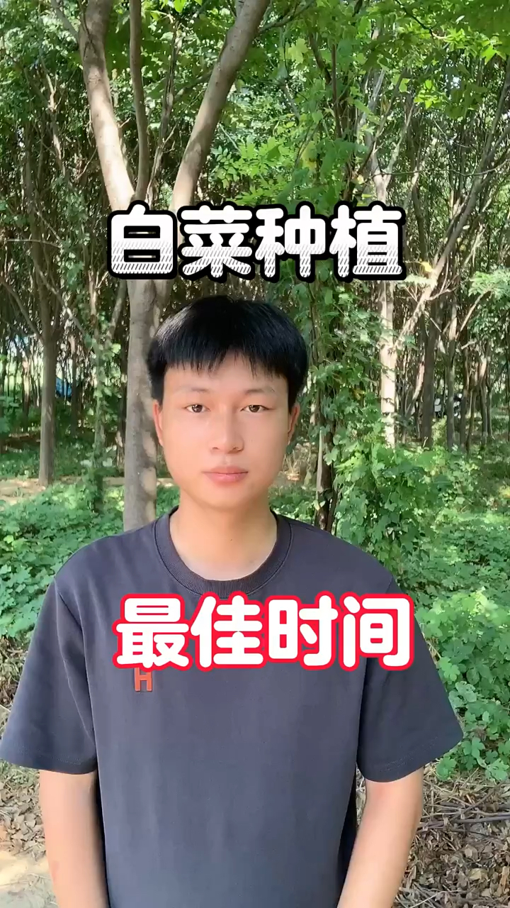 白菜种植最佳时间