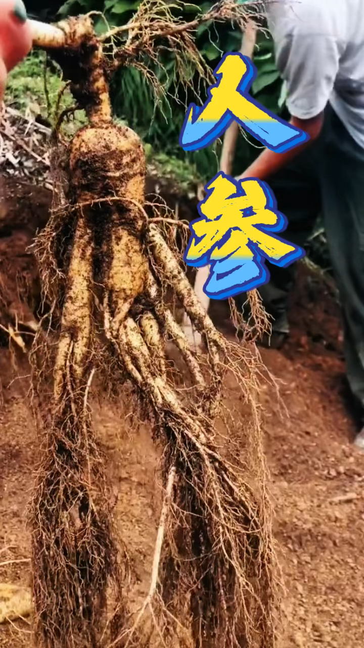 都知道人参的好处,新鲜人参怎么吃好呢?