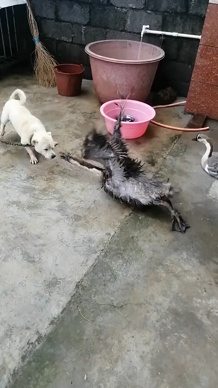 这大鹅子也太好斗了吧