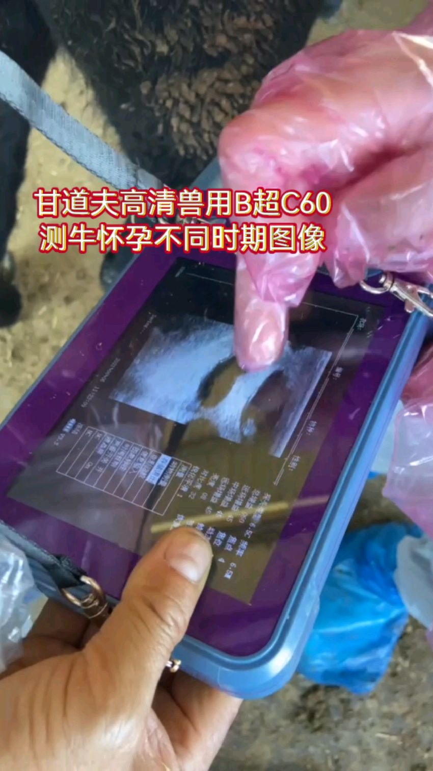 高清兽用B超测牛怀孕图像分析牛羊B超B超测孕图像分析大全
