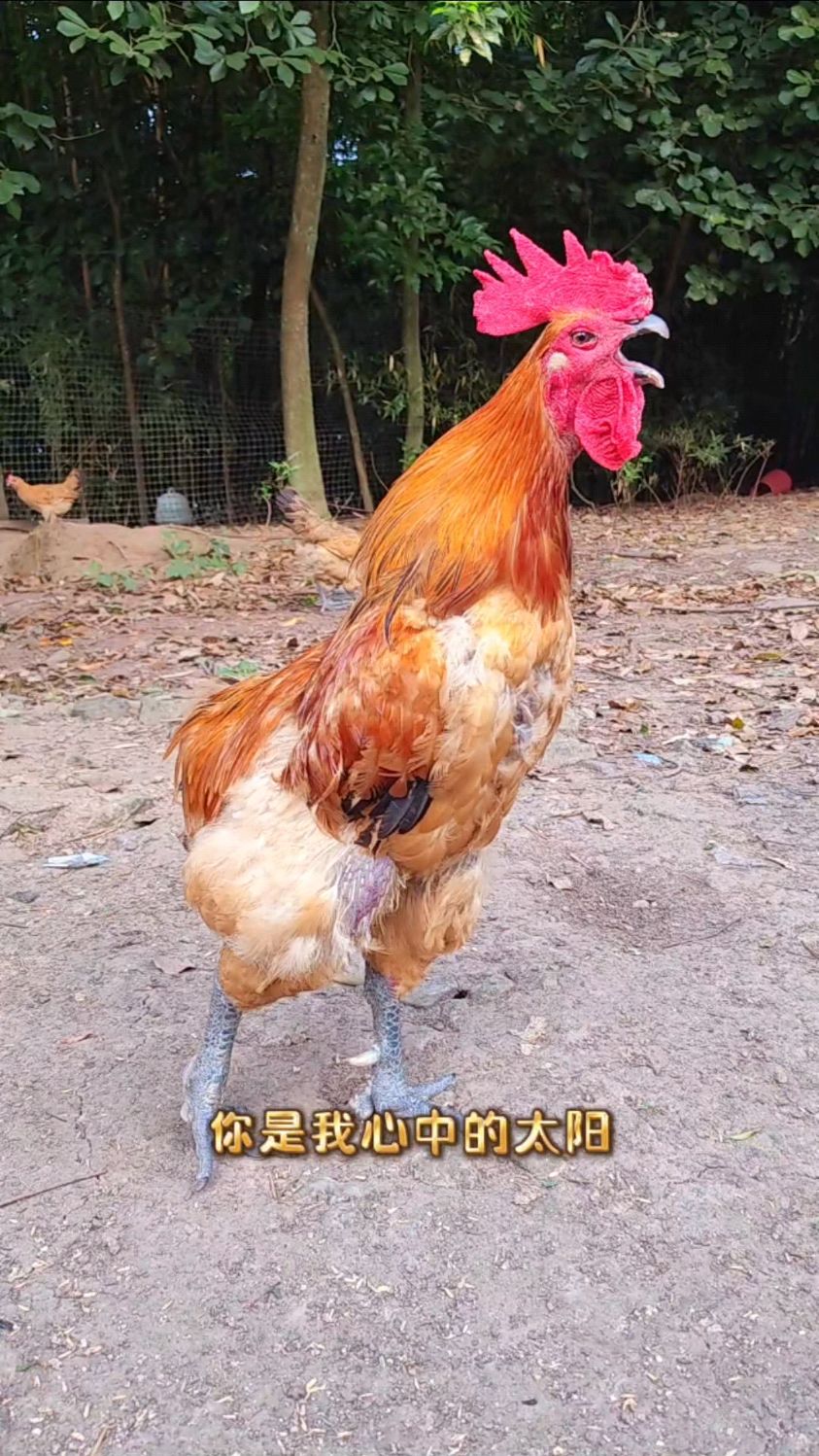 可爱的大公鸡又出发了