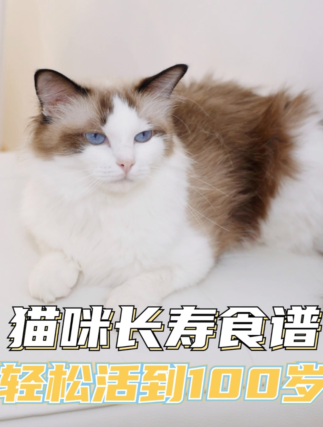 猫咪长寿食谱轻松活到100岁!