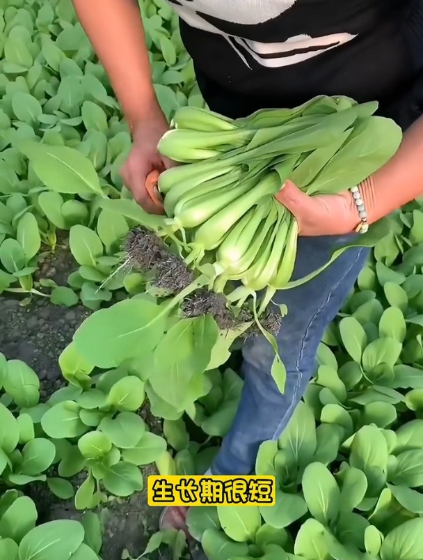 鸡毛菜营养丰富!不用育苗撒籽就长,一个吃十几茬