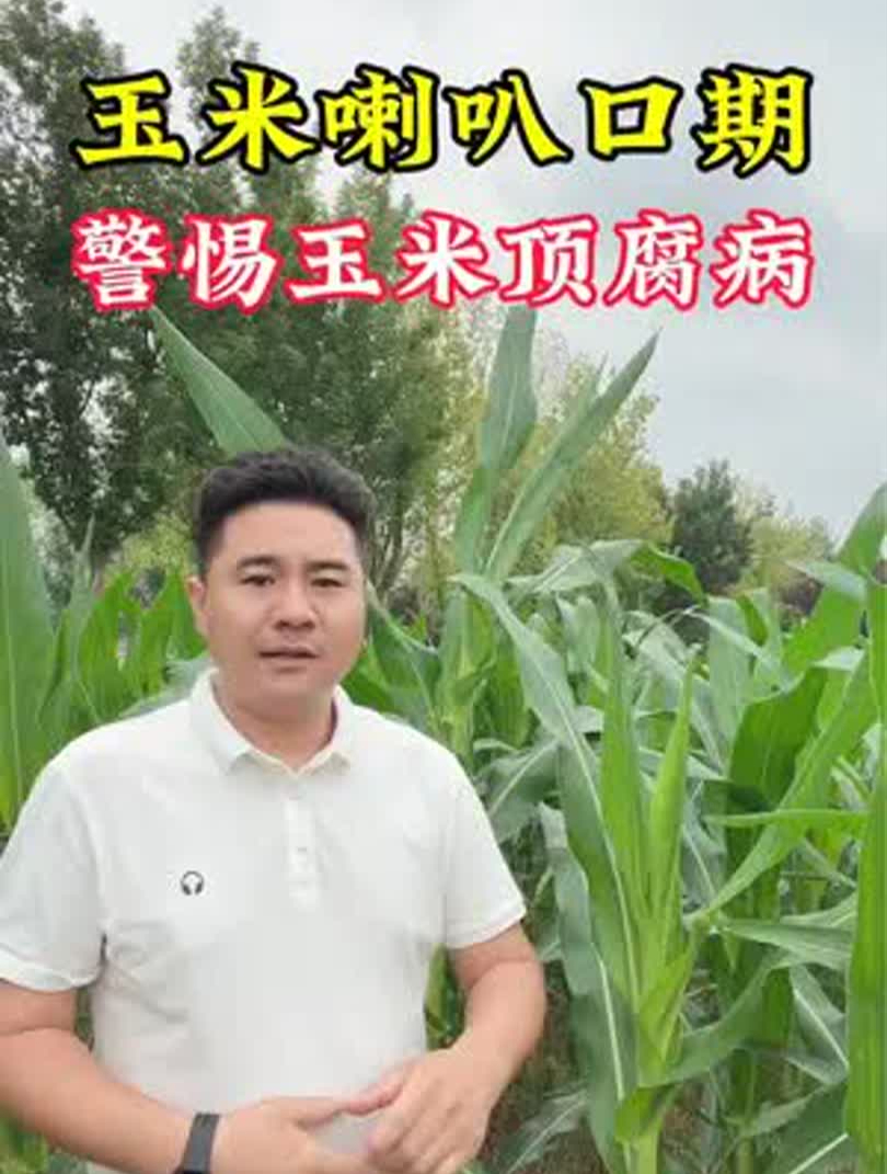 玉米喇叭口期,警惕玉米顶腐病
