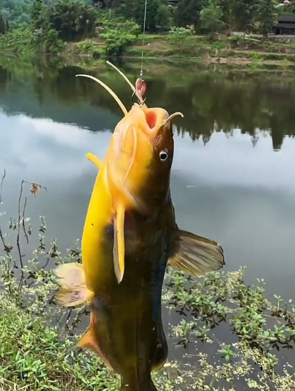 夏天是钓黄辣丁的季节,你知道该用什么饵料吗?老钓友现身说法!