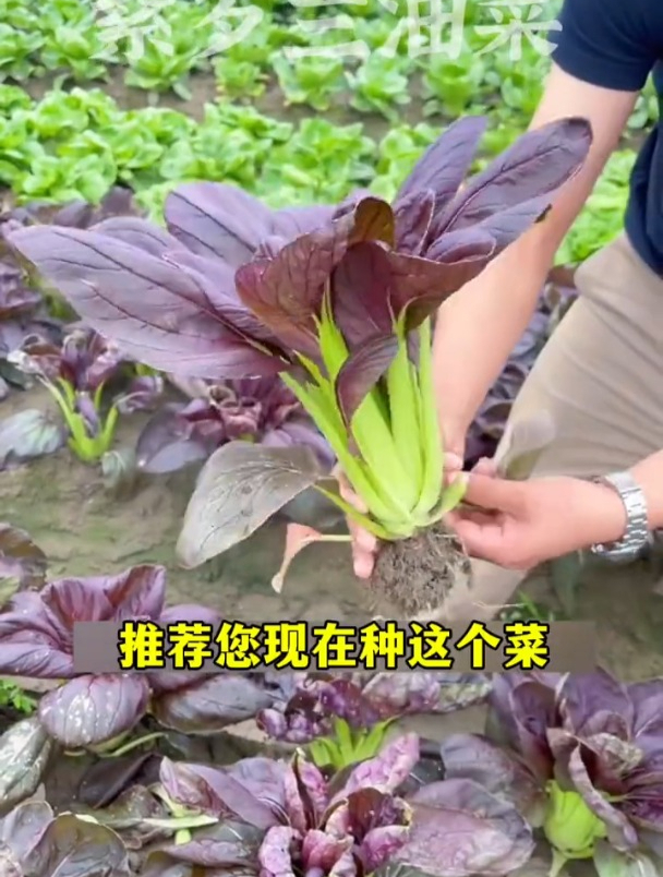 紫油菜富含花青素,撒籽就长,一个月吃好几茬!
