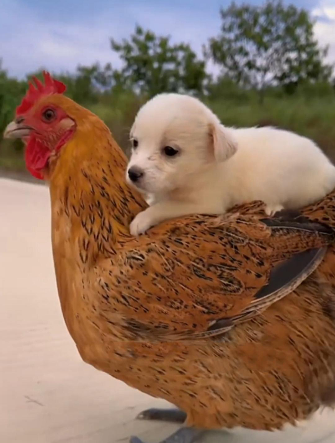 小狗的父母在意外中丧生!母鸡却决定将它养大,实在太神奇了