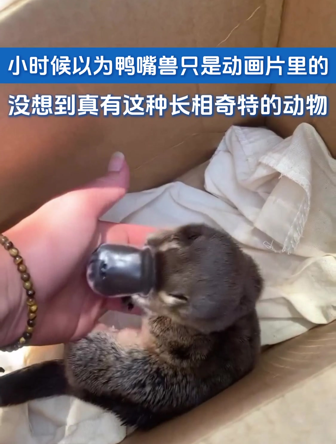 小时候以为鸭嘴兽只是动画片里的,没想到真有这种长相奇特的动物