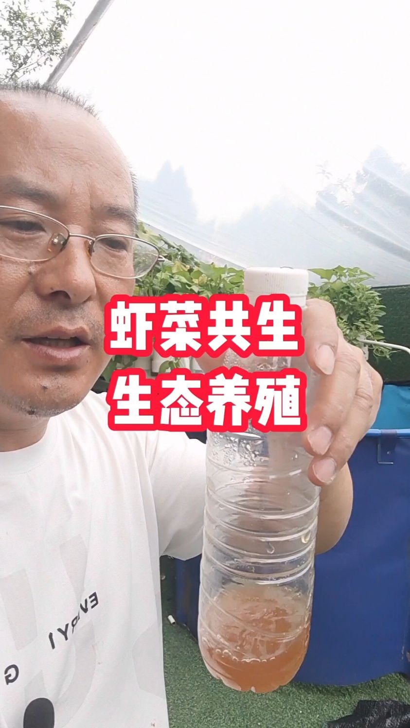 虾菜共生生态养殖