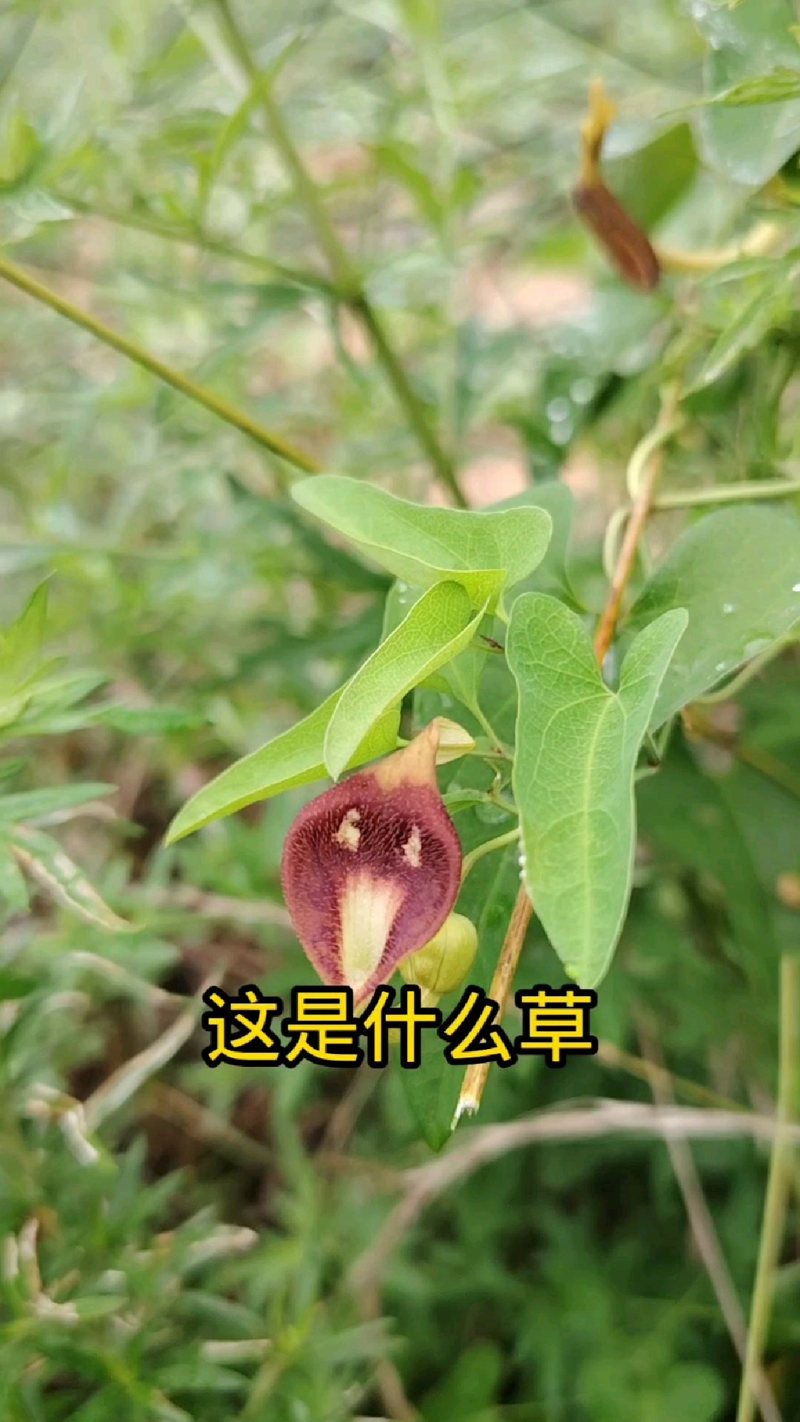 带你认识北方常见的植物,你们那都叫什么名字啊
