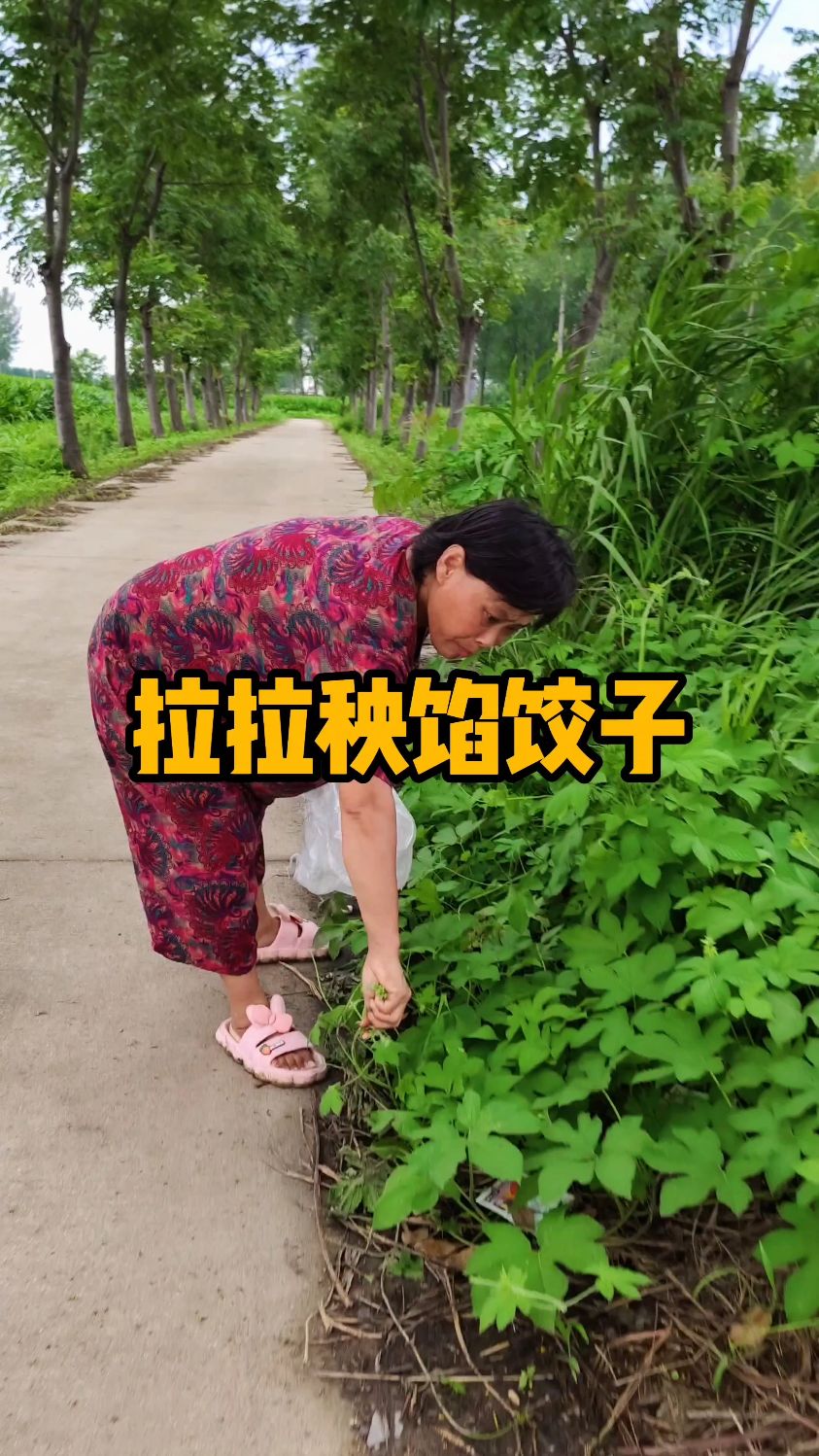 拉拉秧馅饺子,好吃不拉嘴巴!