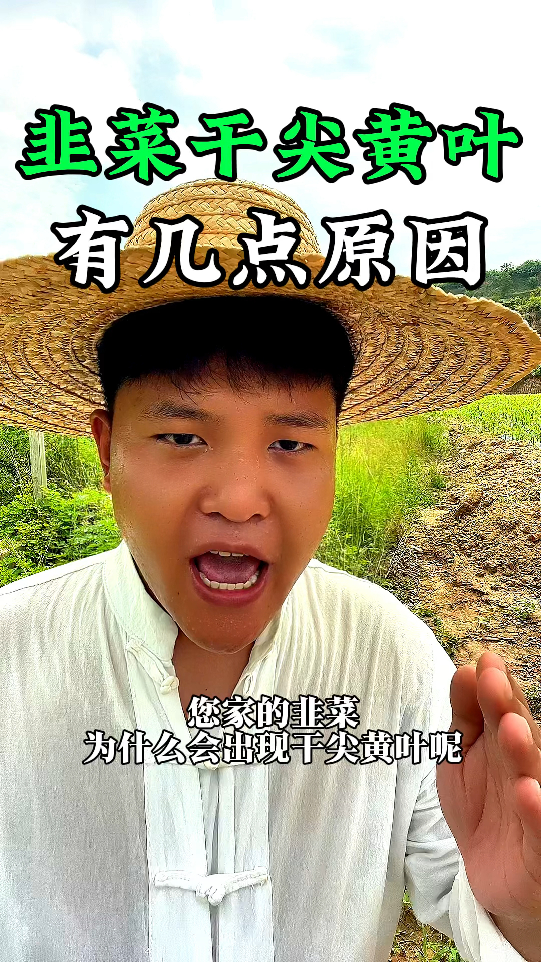 您家的韭菜为什么会有干尖黄叶呢