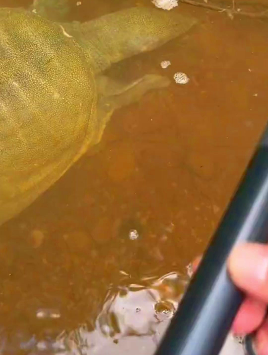 喜欢户外钓甲鱼的,出门带上唤甲鱼神器,甲鱼闻声而来,太厉害了