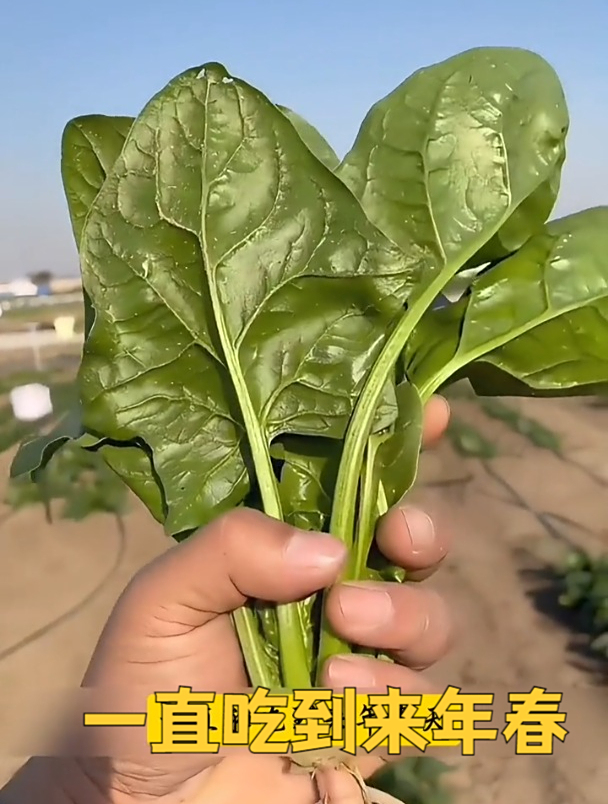 耐热耐抽薹,大叶菠菜营养丰富,种一次吃几年!
