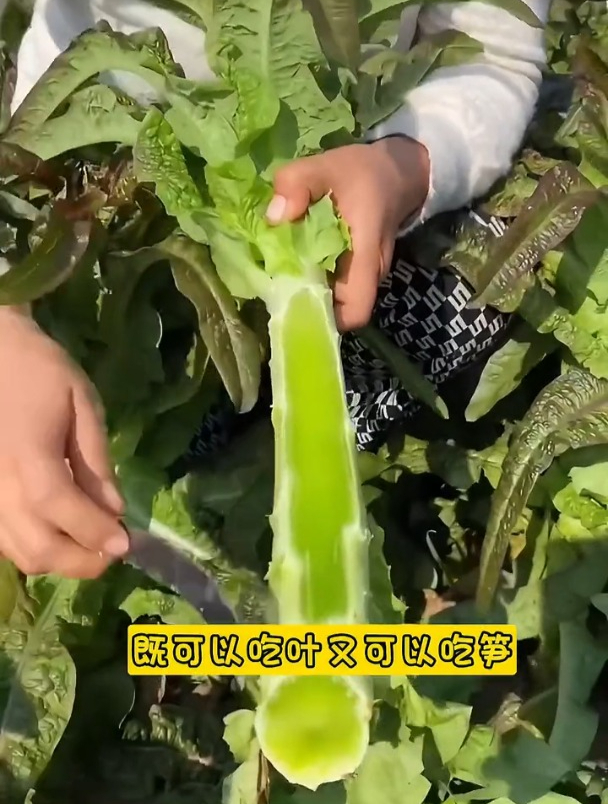 莴笋是多年生草本植物,茎和叶子都是宝,一次种植常年吃!