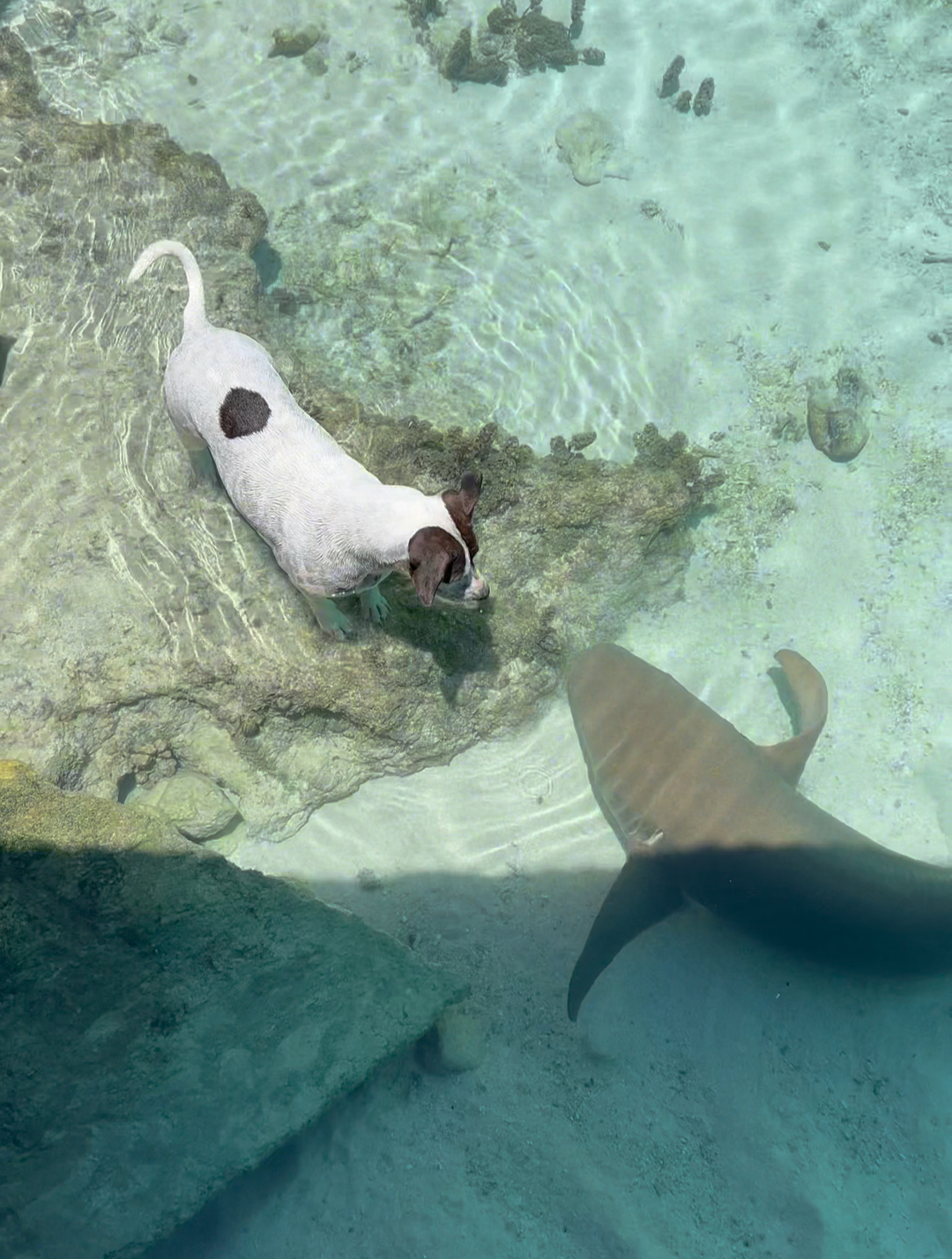 狗狗和鲨鱼,它们成为了好朋友