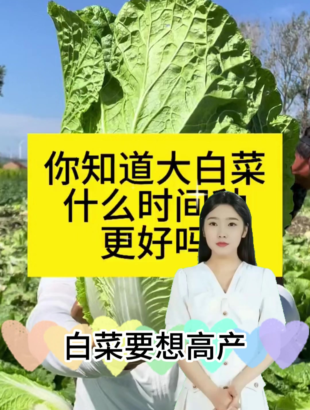 白菜什么时间种植最好?头伏萝卜二伏菜,不能过早也不能过晚