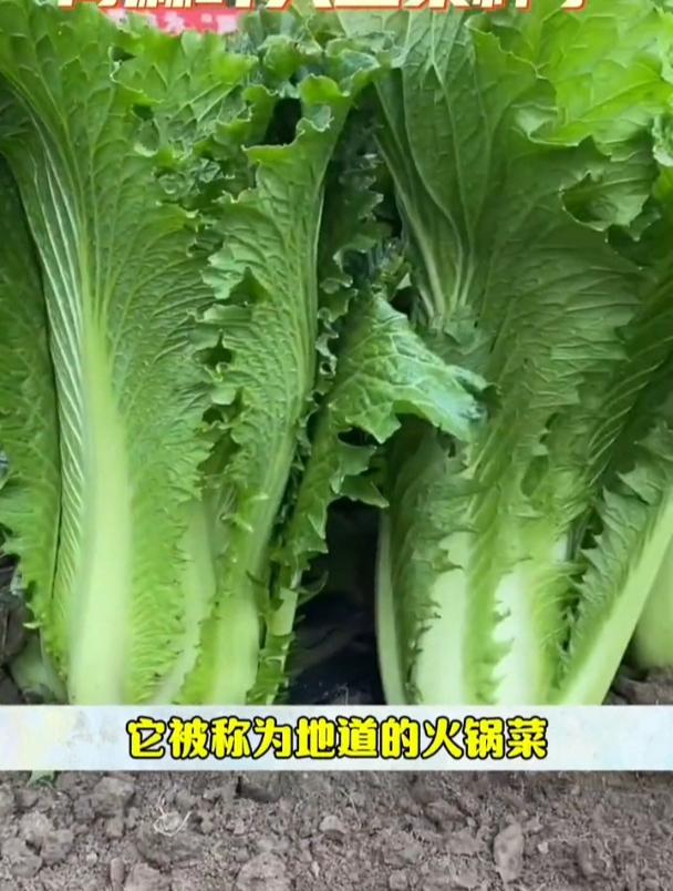 茎秆长口感好,适宜冷凉气候,青麻叶大白菜好种好吃!