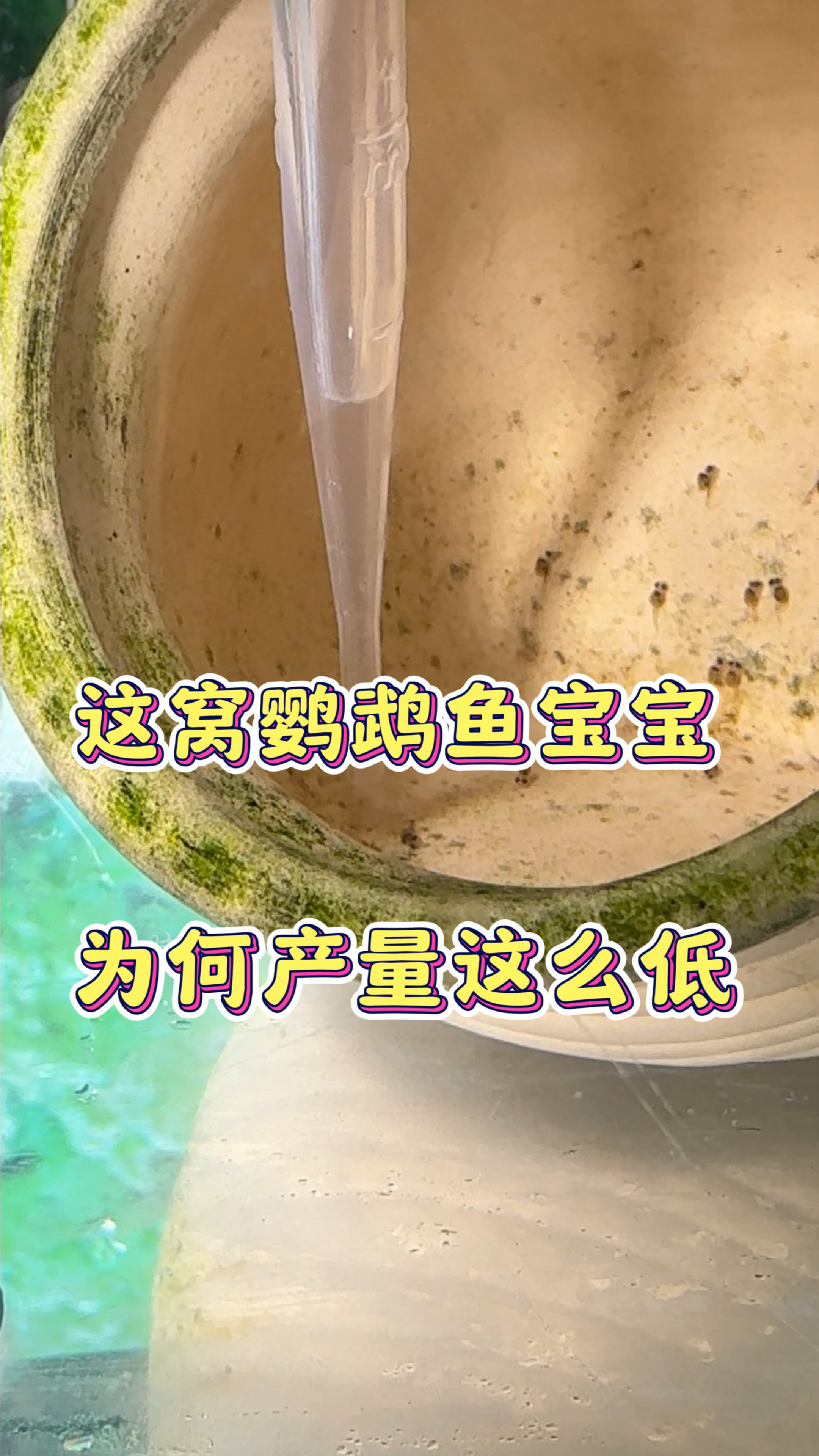 这一窝估计是全网最低产的吧 #迷你鹦鹉鱼繁殖 #观赏鱼 #养鱼日记