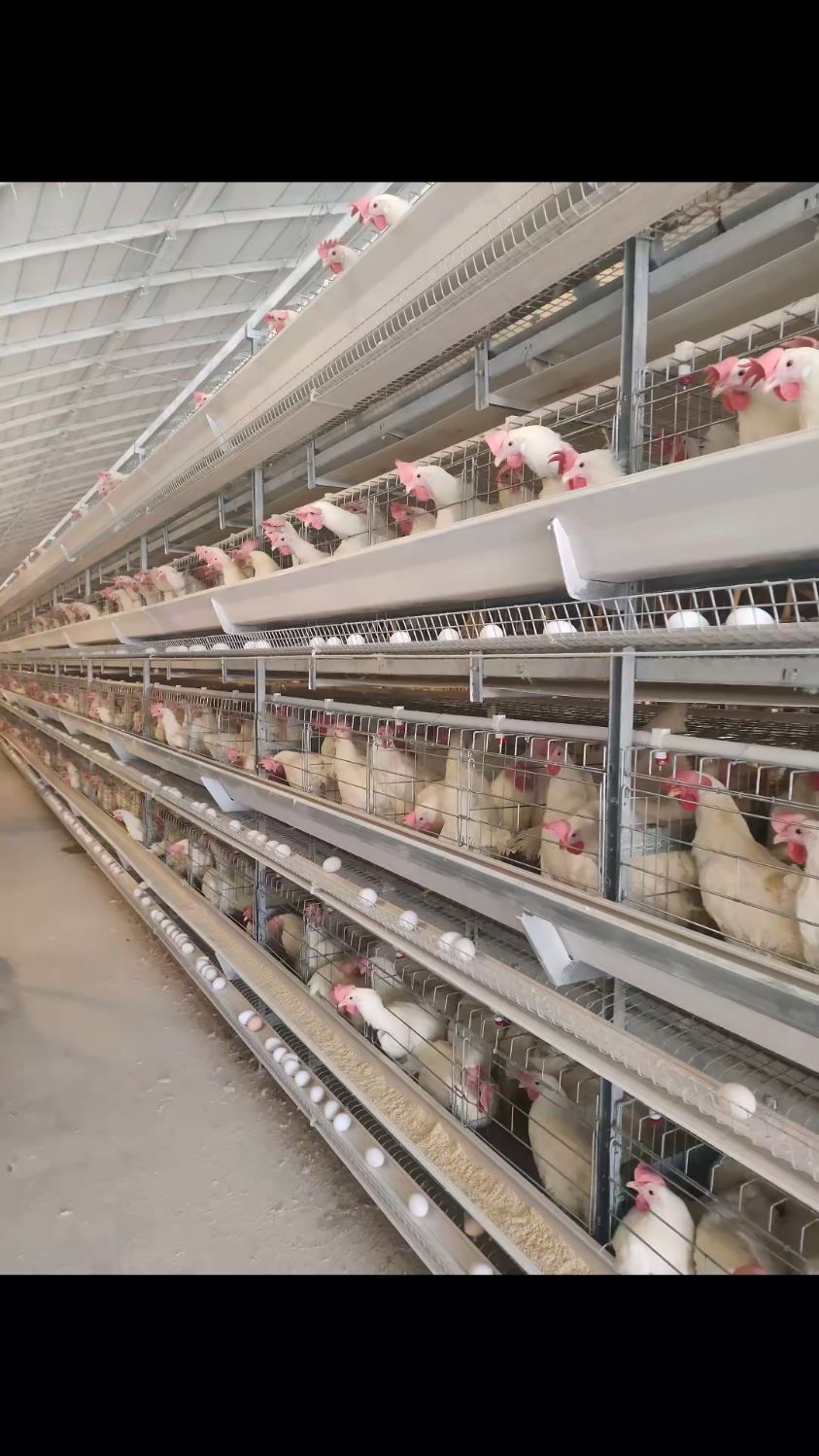 自动化蛋鸡笼养设备,热镀锌层叠式鸡笼,自动清粪喂料捡蛋