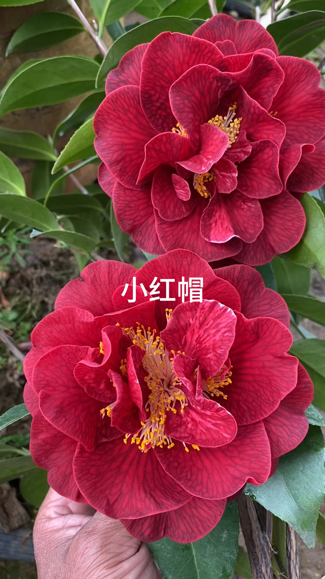 部分茶花开品鉴赏,品种多多!