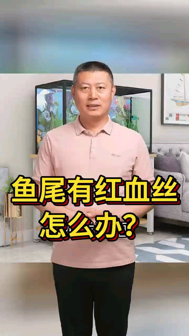 鱼尾有红血丝怎么办?