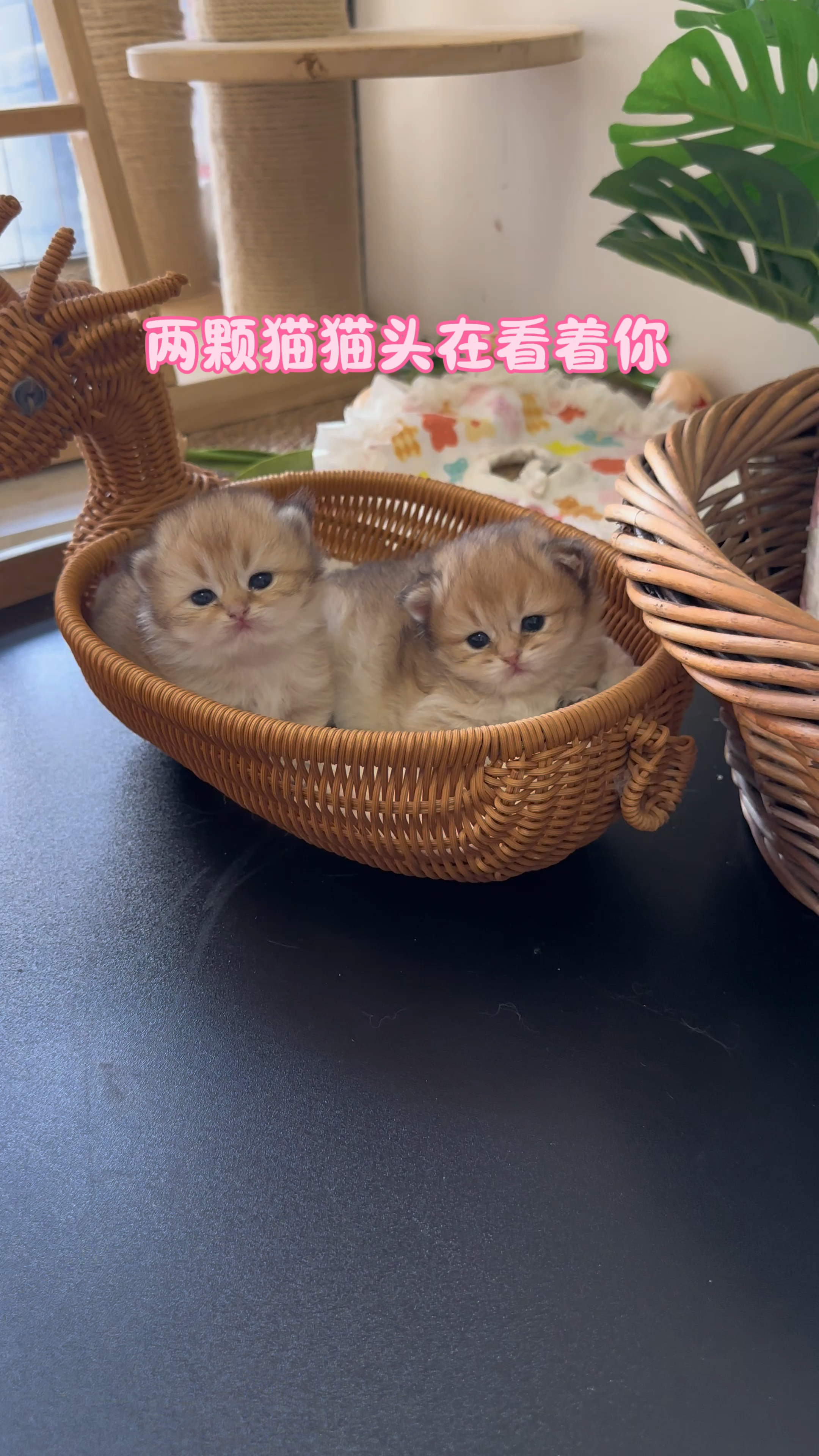 给你们看两个可爱的猫猫头