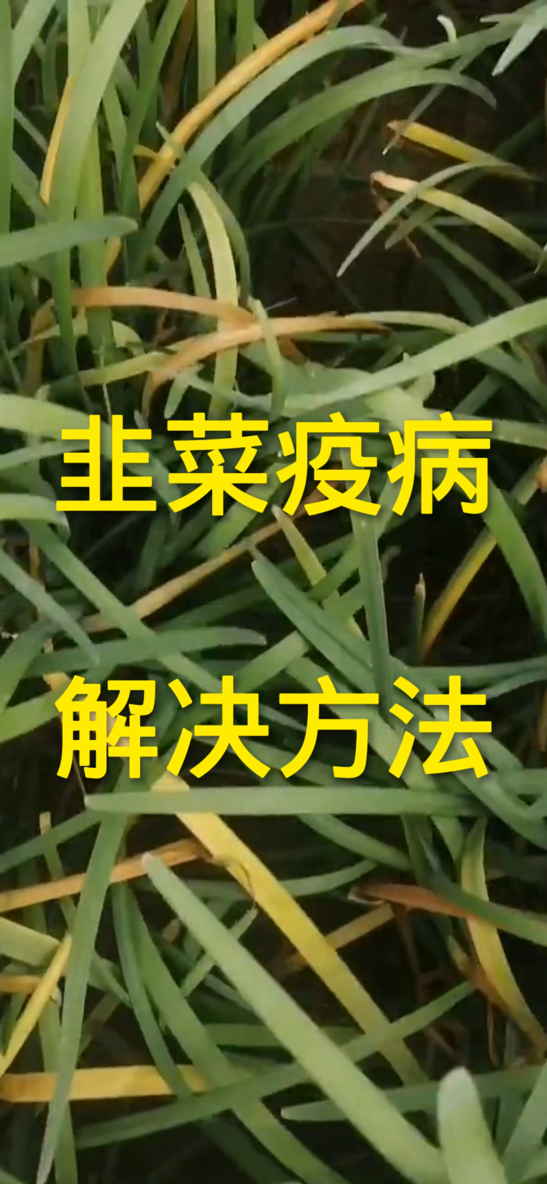 韭菜疫病解决方法!