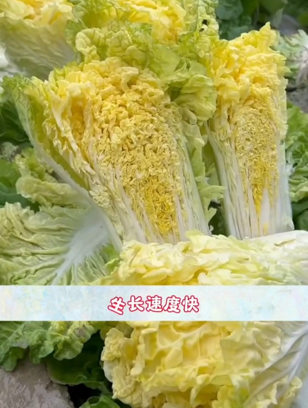 耐热又耐寒,一季吃十几茬!鸡蛋心白菜营养丰富售价高
