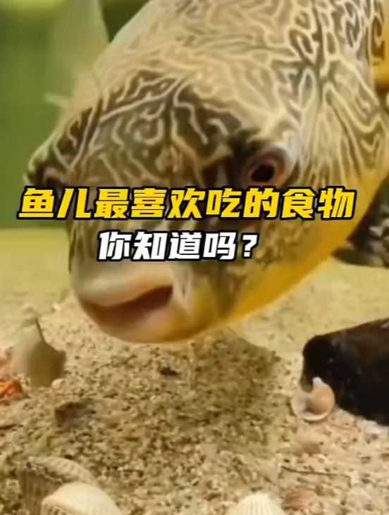 鱼儿最喜欢吃的食物,竟然是这东西!