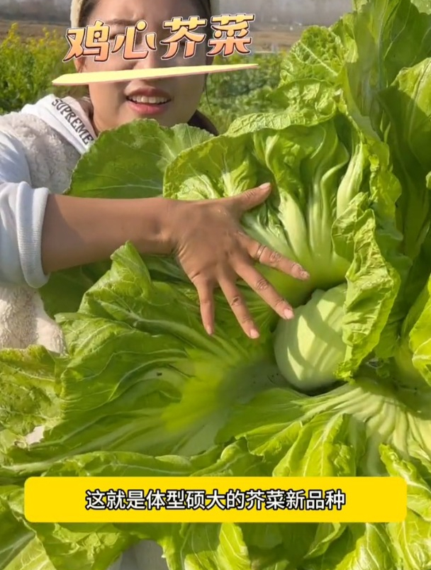 体型硕大的鸡心芥菜,常用来腌制酸菜,很多人以为它是转基因?
