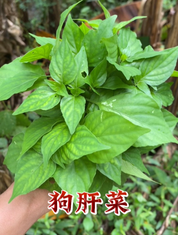 你知道狗肝菜都有哪些用处吗?