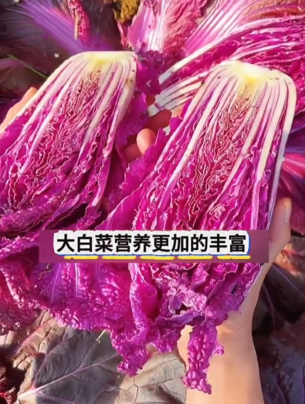 此白菜不一般,紫色叶片富含花青素,耐热耐寒还不爱招虫!