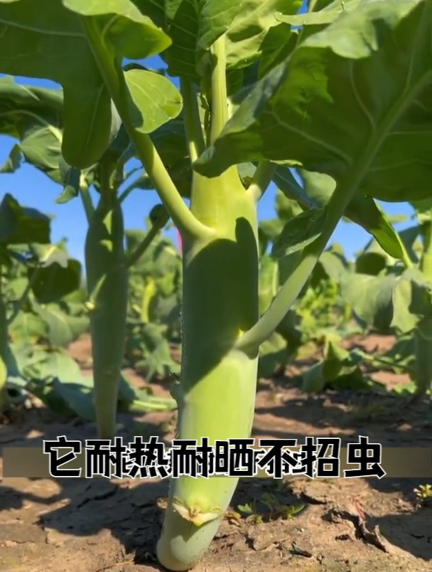 鸡腿芥蓝营养价值高,一个月就采收,耐热耐晒不招虫!