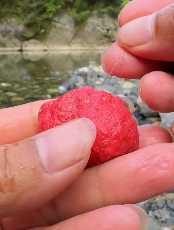 面筋饵专钓溪流石斑马口鱼,但自己真的用对方法了吗?