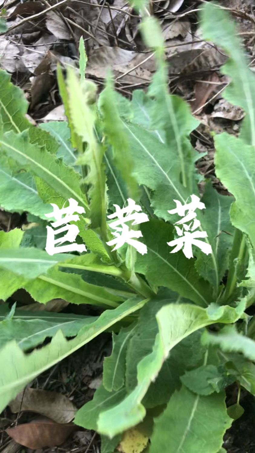 苣荬菜,天然野菜之珍,感受大自然的馈赠。