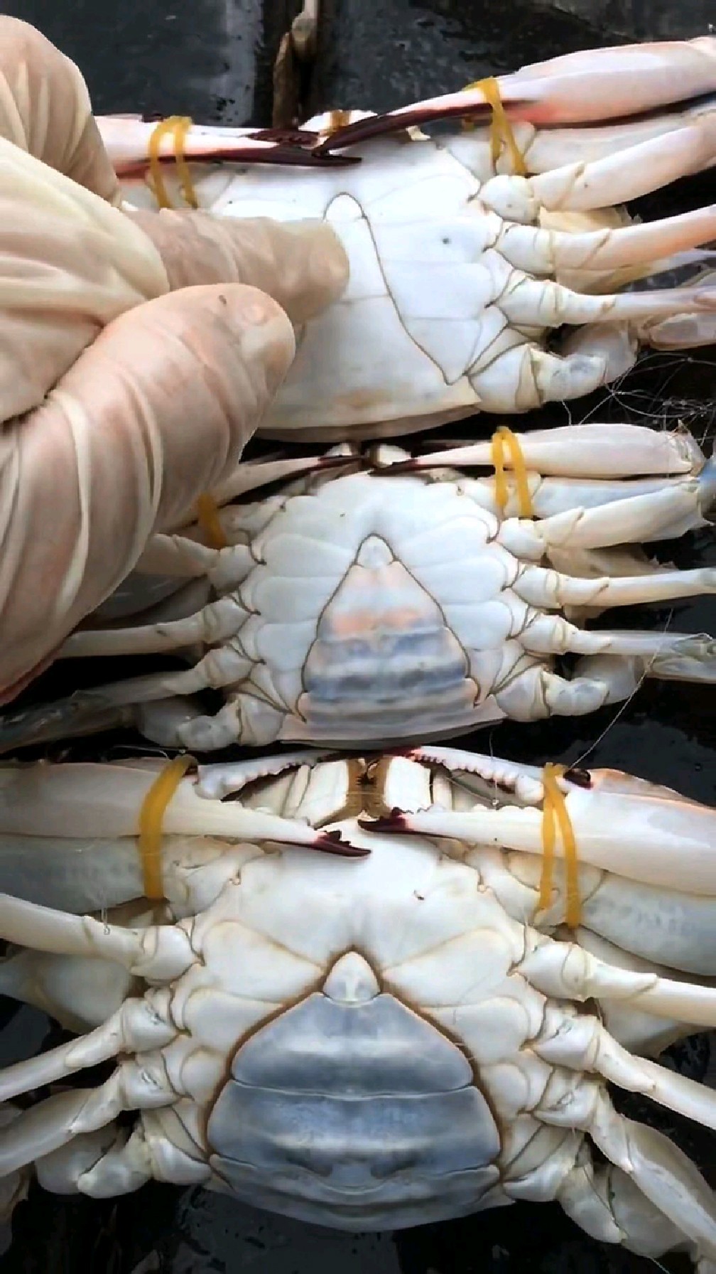 教你如何区分梭子蟹公母!