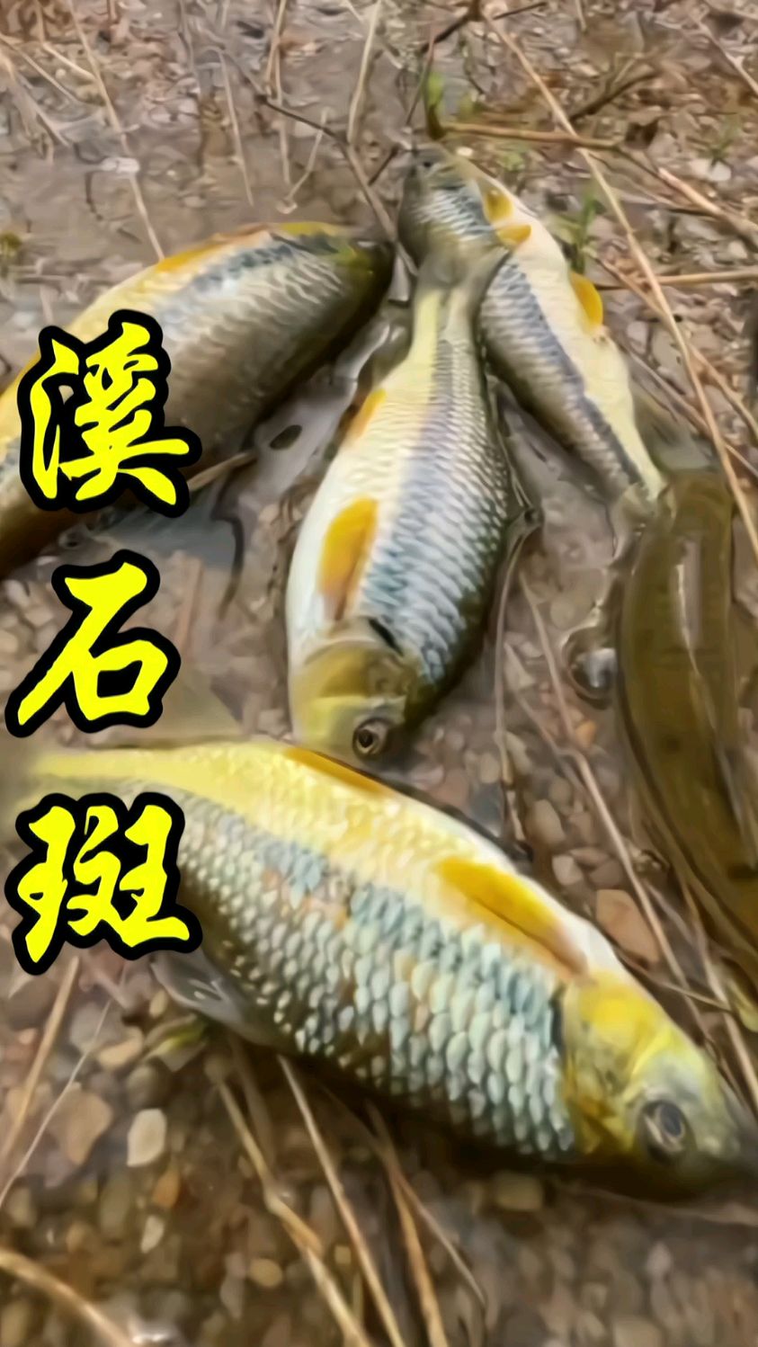 小溪沟发现好多鱼