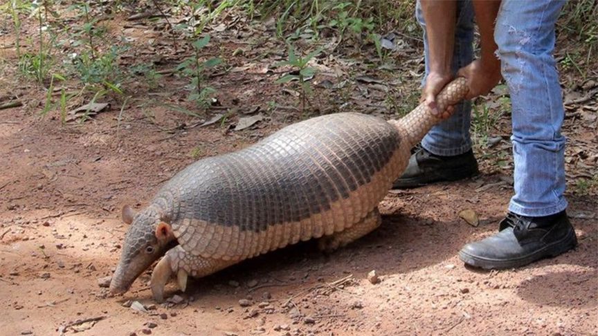神秘洞穴现巨球鱼,山羊身带致命病菌!