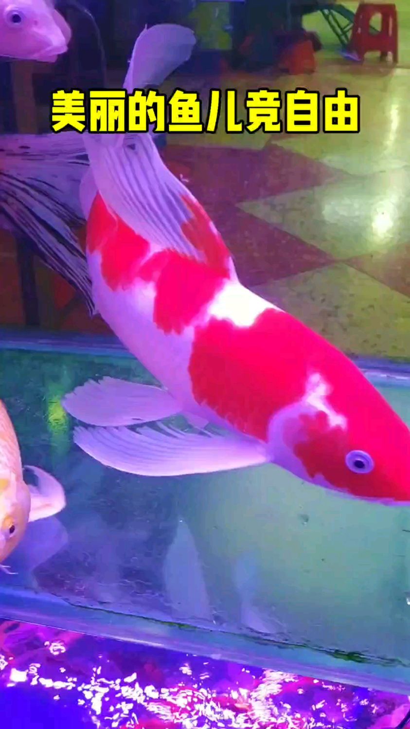 美丽的鱼儿竞自由