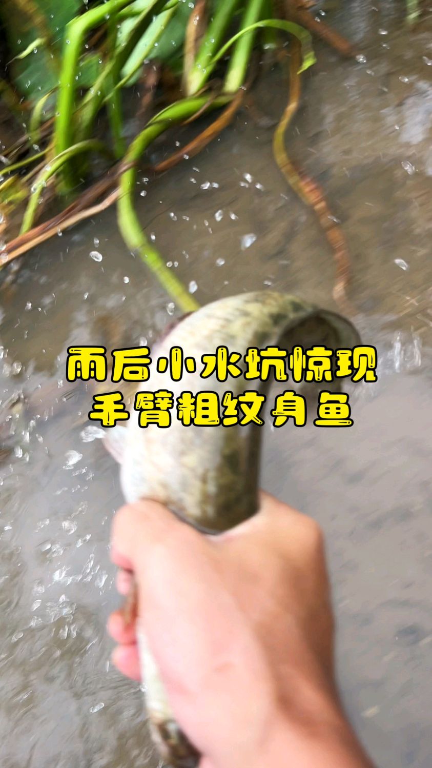 雨后小水坑惊现手臂粗的纹身鱼