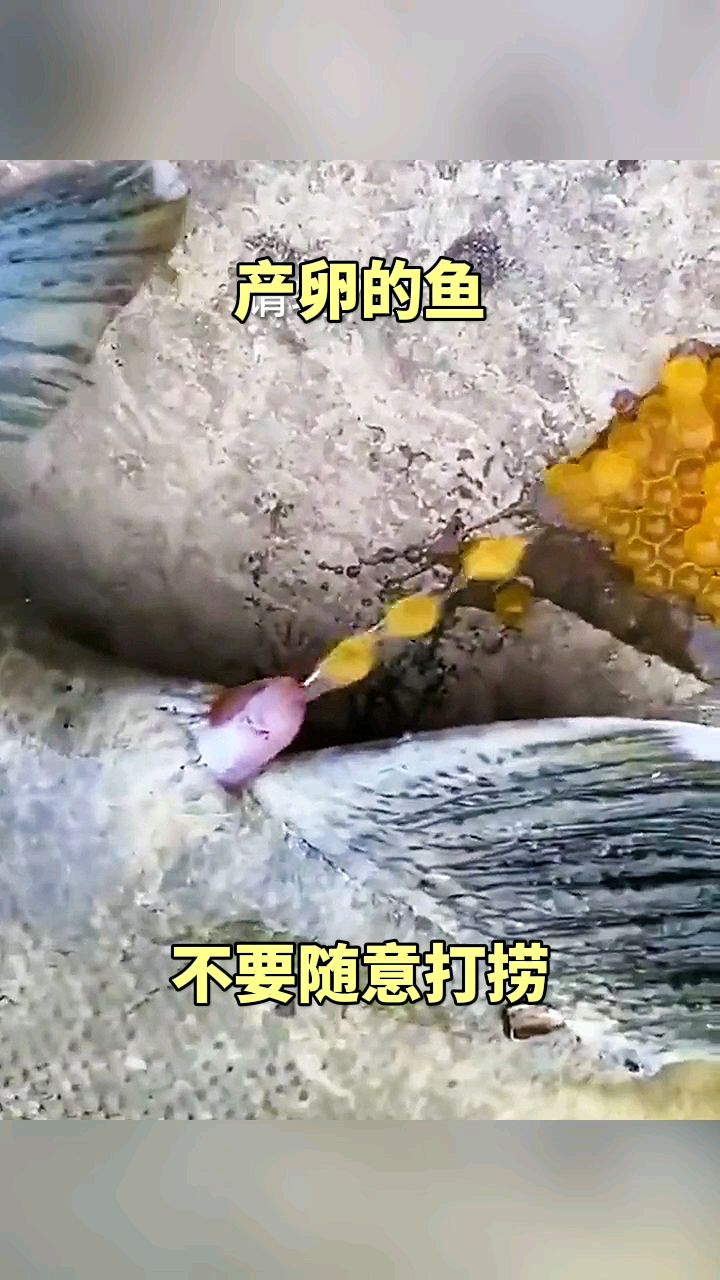 产卵的鱼,不要随意打捞!