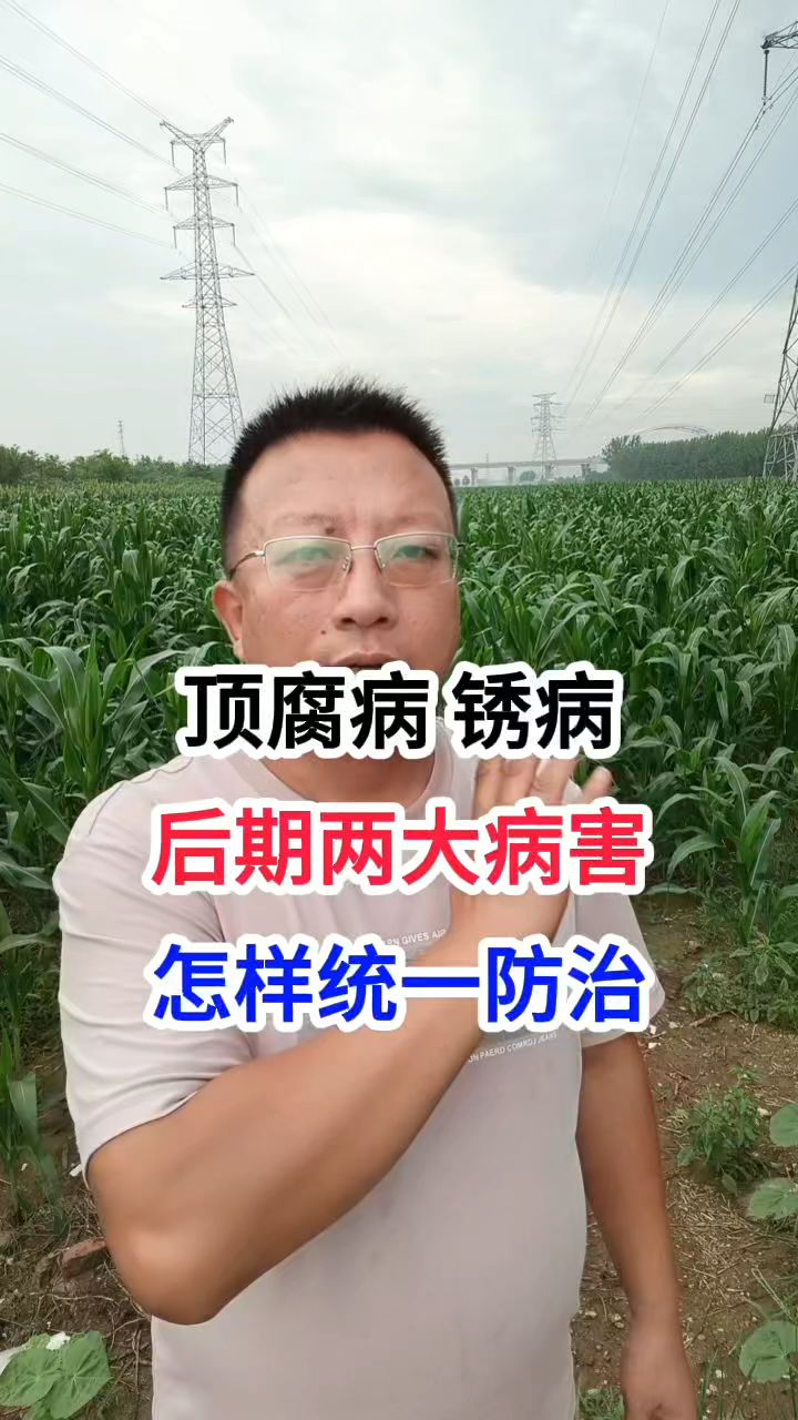 顶腐病、锈病,玉米后期两大病害,怎样统一防治